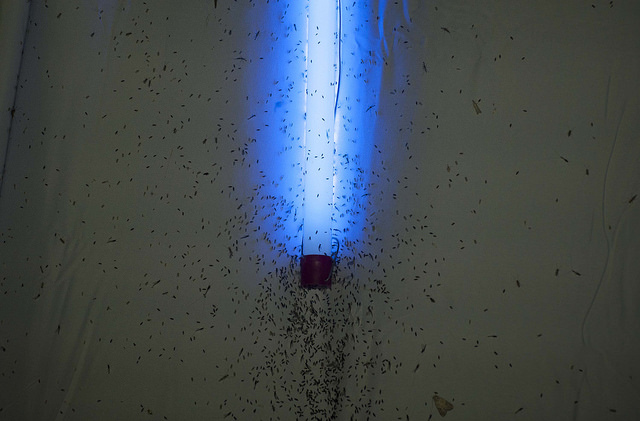 23591653228_8a22fdff1f_z