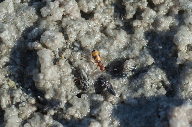 23591687398_409a0a8db7_z