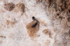 25619063053_1a411e9e30_h