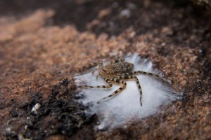 Undescribed female Selenopid guarding her eggsac