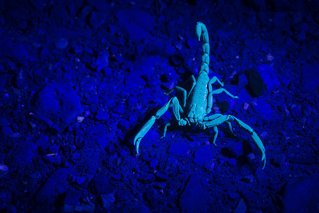 26456433568_1857d353b9_z