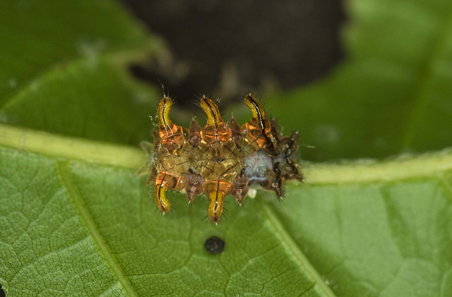 26456439588_82394fd259_z