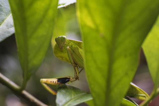 40327978221_37f96b82dc_z