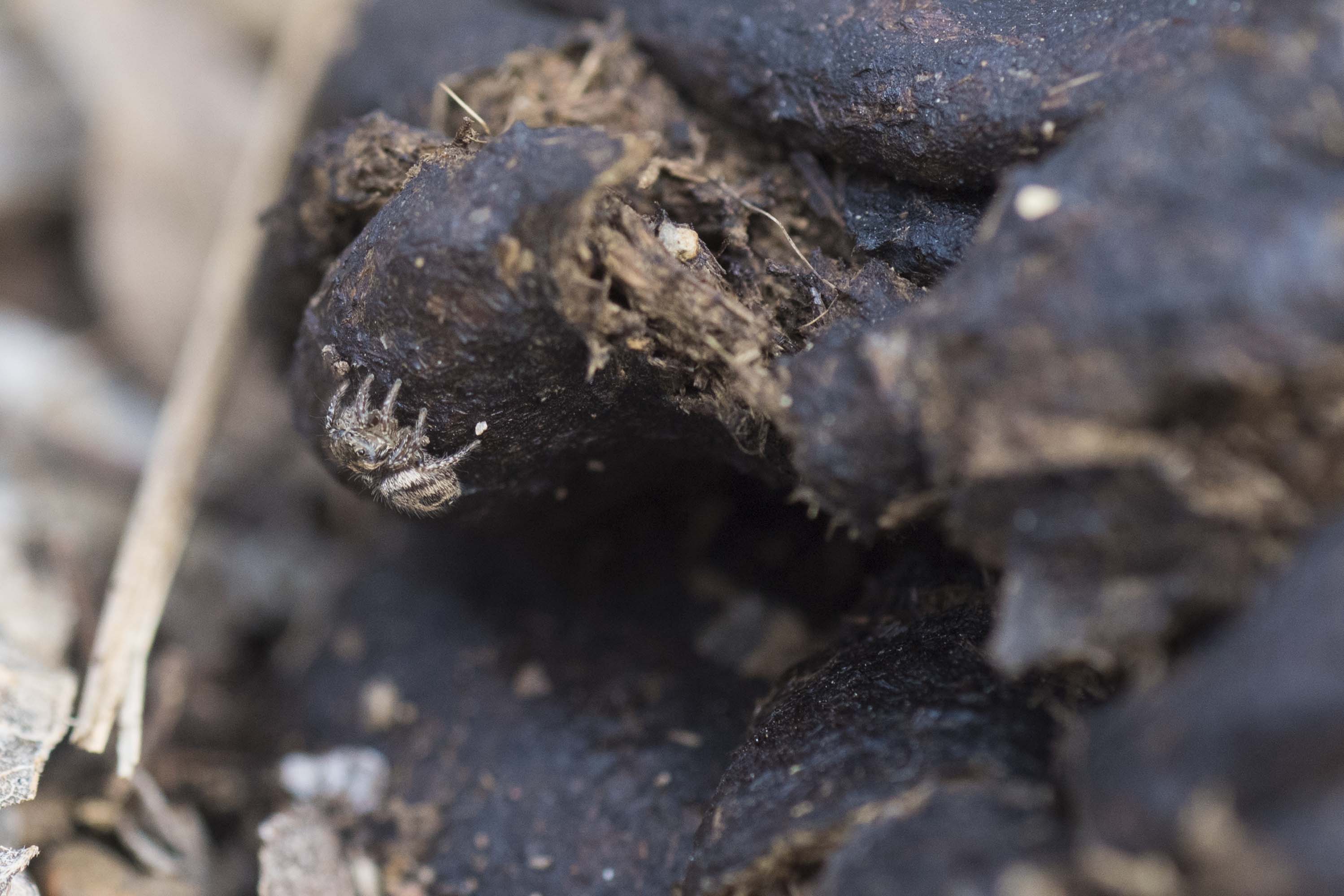 DSC_0031_habronattus