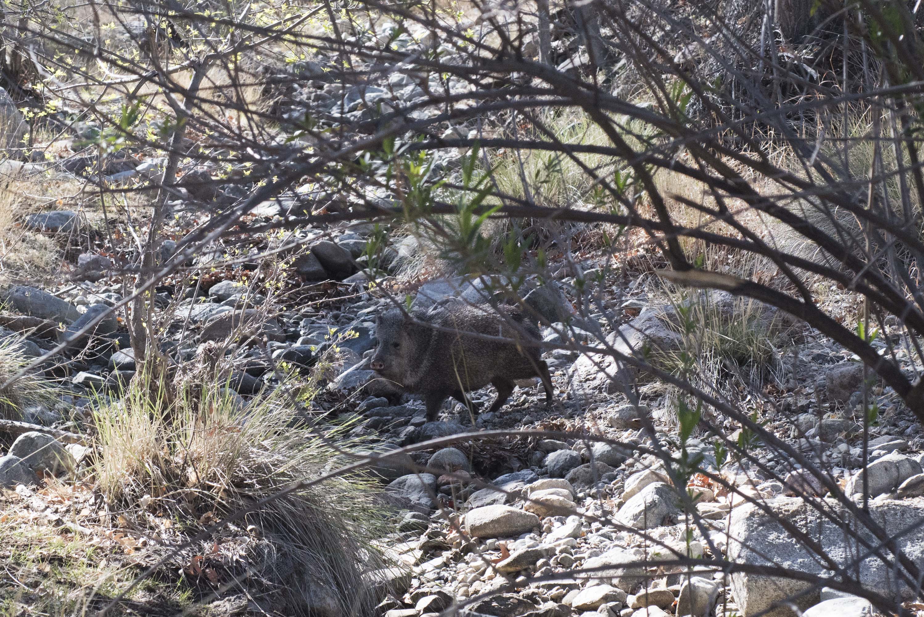 DSC_0078_javelina