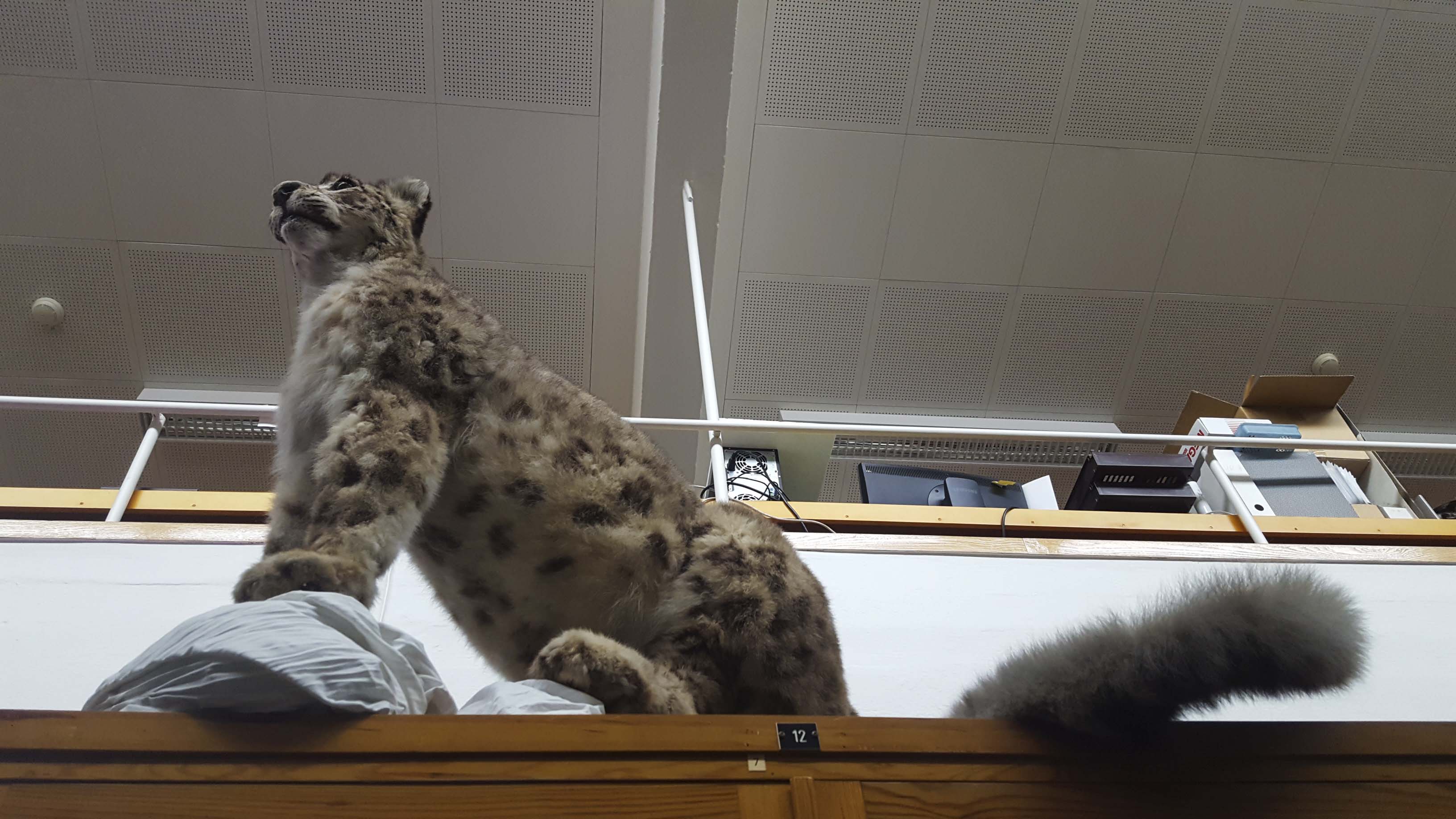 20180429_102442_snow leopard